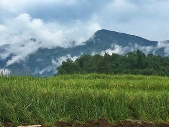 Scenic view of landscape against sky