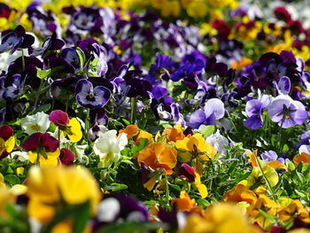 Close-up of purple flowers