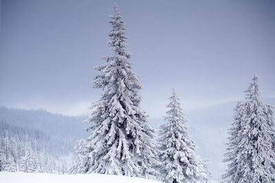 Close-up of snow covered tree in forest