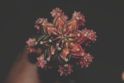 Close-up of red flowering plant against black background