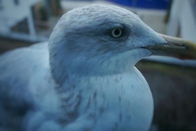 Close-up of birds