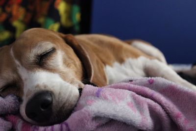 Close-up of dog sleeping