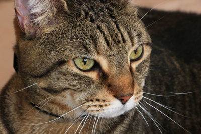 Close-up portrait of a cat