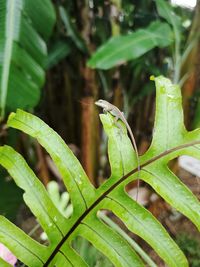 Close-up of a lizard on leaf