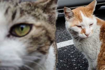 Close-up portrait of cat