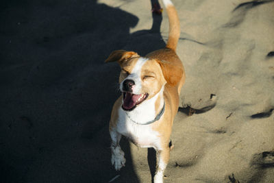 High angle view of dog standing