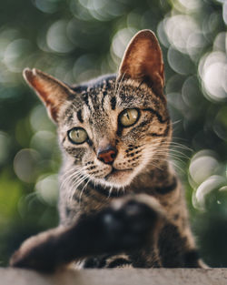 Close-up portrait of a cat