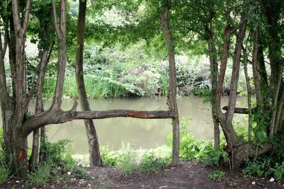 Trees in forest