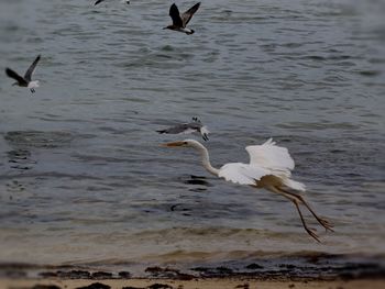 Seagulls flying over lake