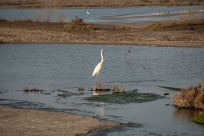 View of birds on beach