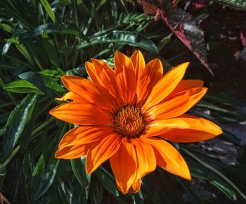 High angle view of orange flower