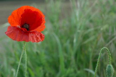 Close-up of flower against blurred background