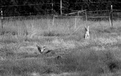 View of a dog on field