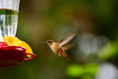 Hovering hummingbird 