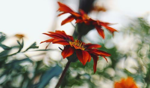 Close-up of red flowering plant