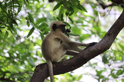 Low angle view of monkey sitting on tree
