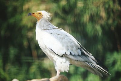 Side view of bird perching on rock