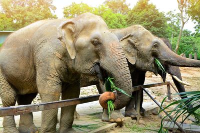 Elephant in a zoo