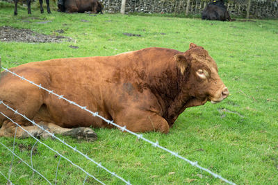 Cow grazing on field