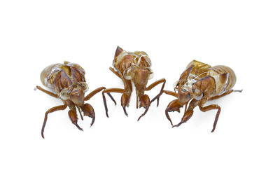 Close-up of insect on white background