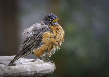 American robin stands on a bird bath after cooling off in it