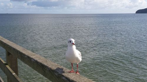 Seagull perching on beach