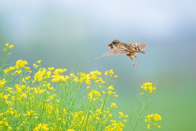 Bird flying in a field