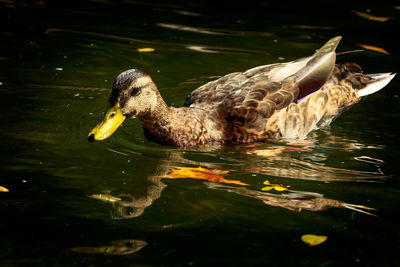 Close-up of duck swimming in lake