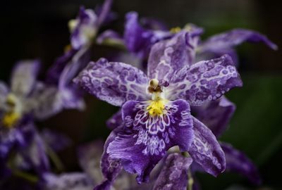 Close-up of bumblebee on purple flower