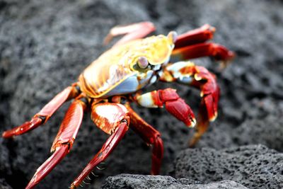 Close-up of crab on rock