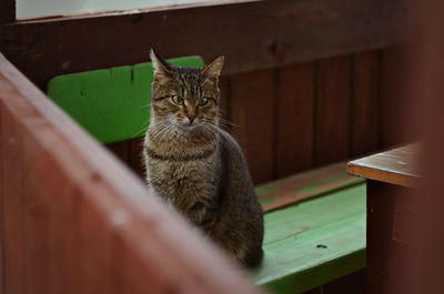 Portrait of tabby cat on wood at home