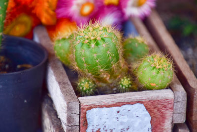 Close-up of potted cactus plant in yard