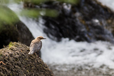 Close-up of bird perching on rock