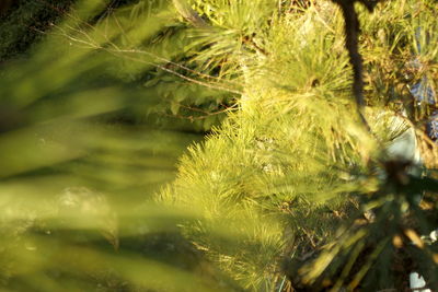 Close-up of grass on tree