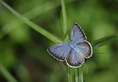 Close-up of insect on plant