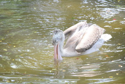 Swan swimming in lake