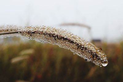 Close-up of frozen water