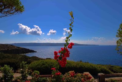 Flowers hanging on tree by sea against sky