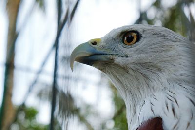 Close-up of eagle perching on tree