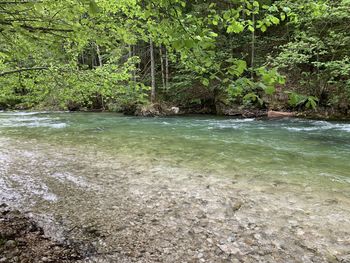 Scenic view of river flowing in forest