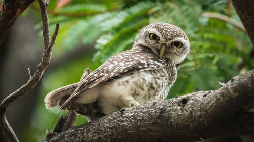 Close-up of owl perching on branch