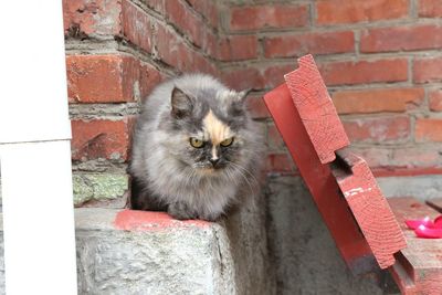 Cat sitting on brick wall