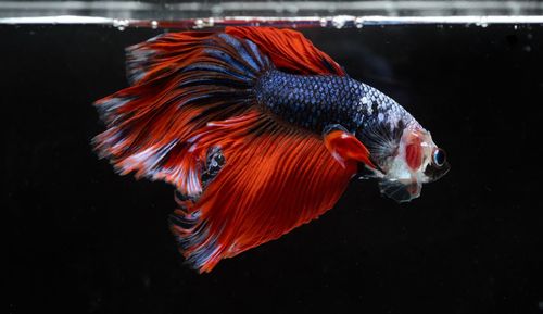 Siamese fighting, thai betta fish with beautiful white and blue and red colors , halfmoon fish