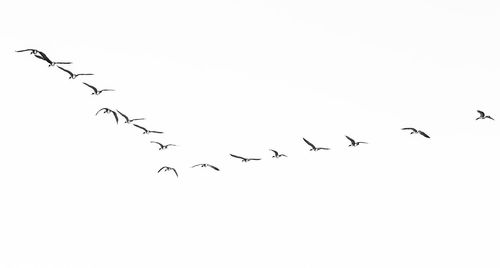 Low angle view of birds flying in sky