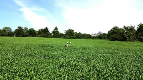 Scenic view of field against sky