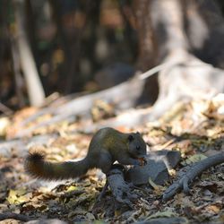 Squirrel on ground