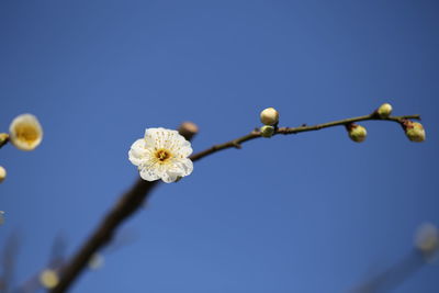 Low angle view of white flowers blooming against clear blue sky