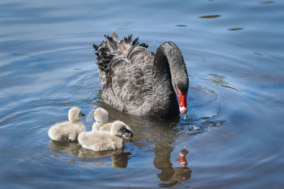 Swans swimming in lake