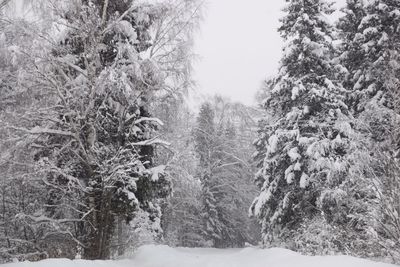 View of trees on snow covered landscape