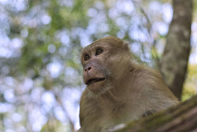 Close-up of monkey